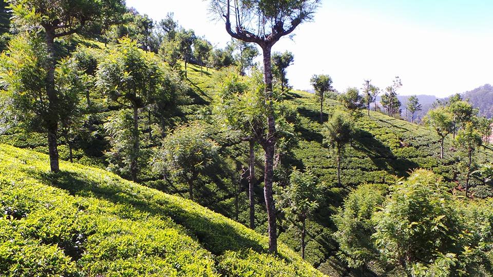 Tea plantations in Ooty