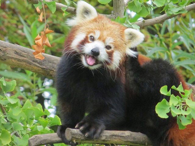 red panda India's Cup