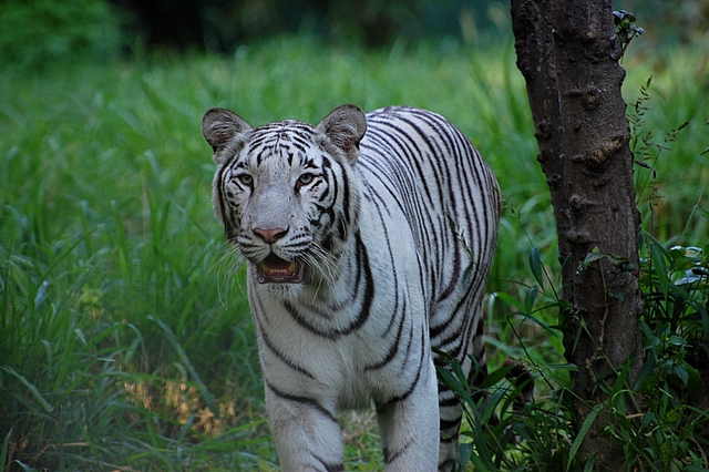 Here, Kitty, Kitty! Photo by shrikant rao