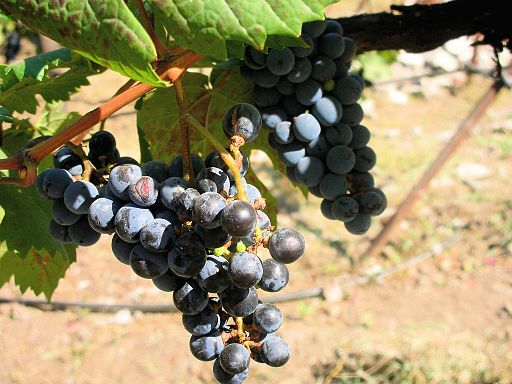 Those Grapes! Photo Credit: Ipshita Bhattacharya