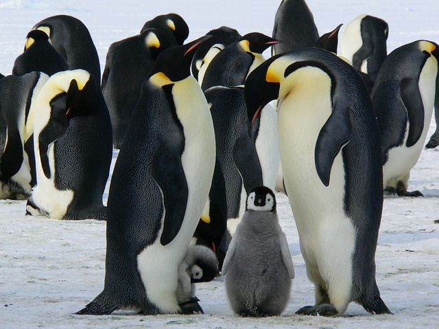 penguins-429128_640