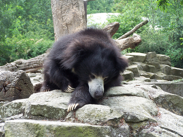 "Where's the Honey?" Photo Credit: Steven Straiton