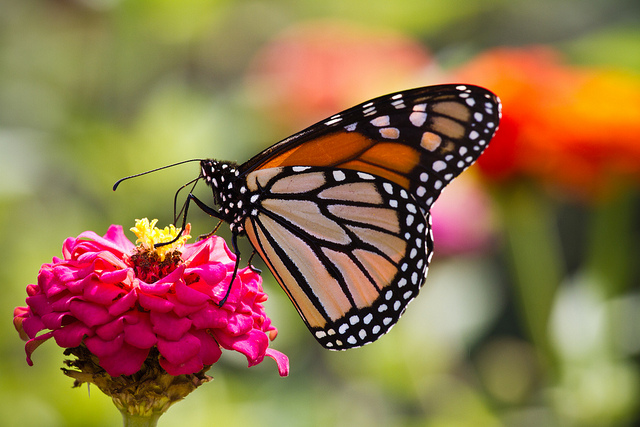 Hello, Beautiful! Photo Credit: Conal Gallagher