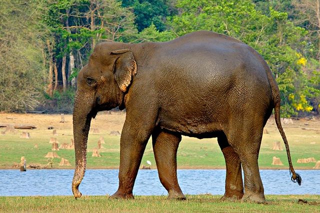 nagarhole national park elephant