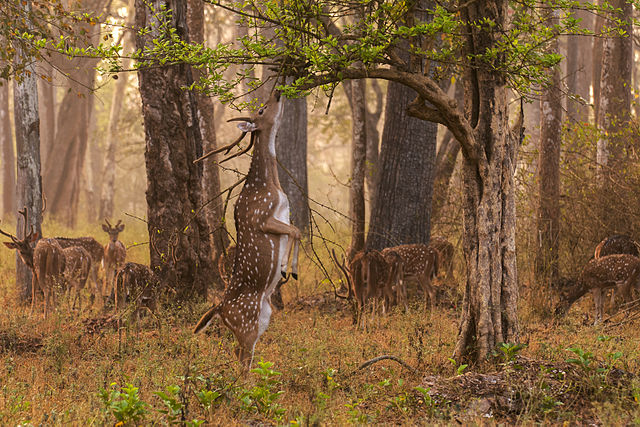 nagarhole national park