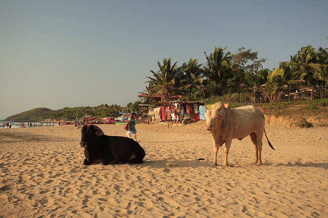 goa or kerala