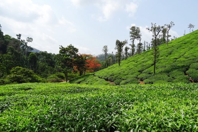 tea-garden-1396463_960_720